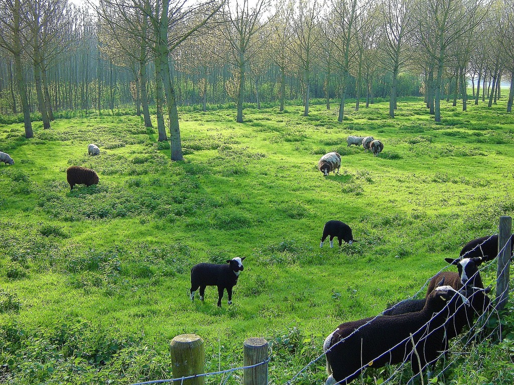 Bieslandse Boven Polder