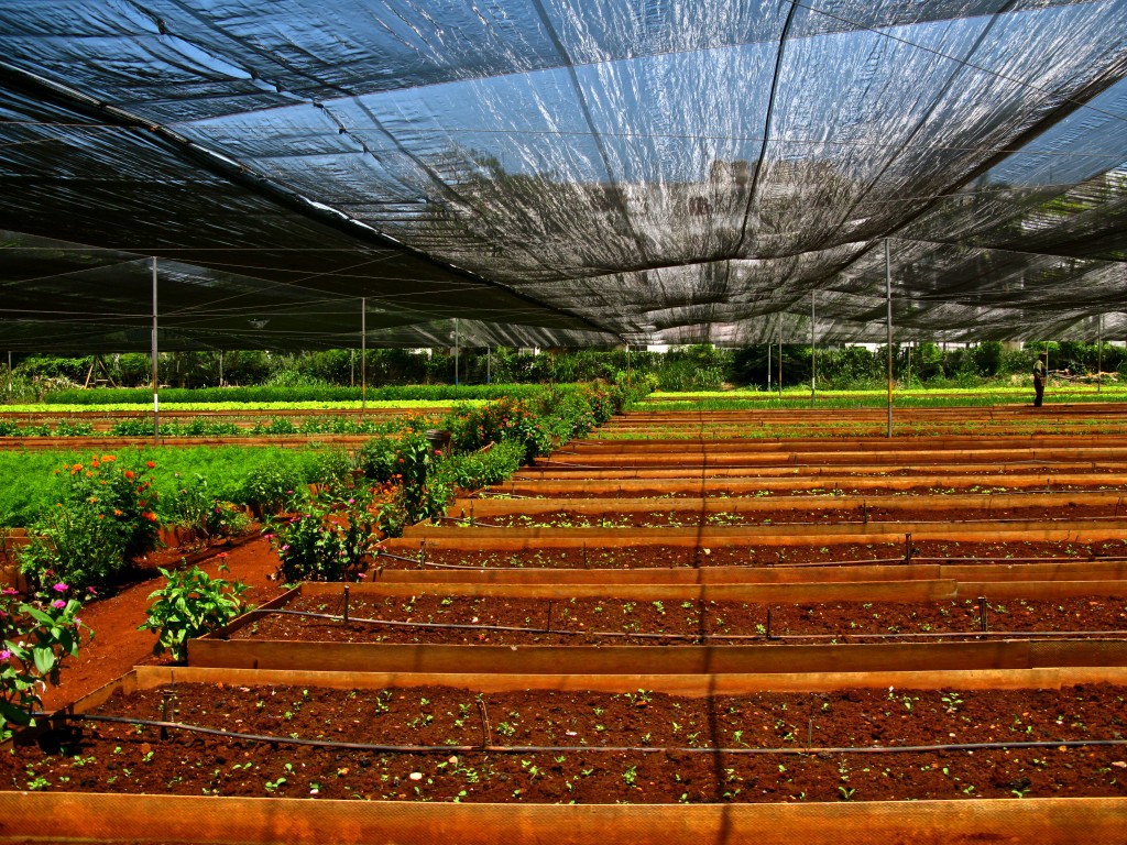 1026 Alamar Food Coop P2