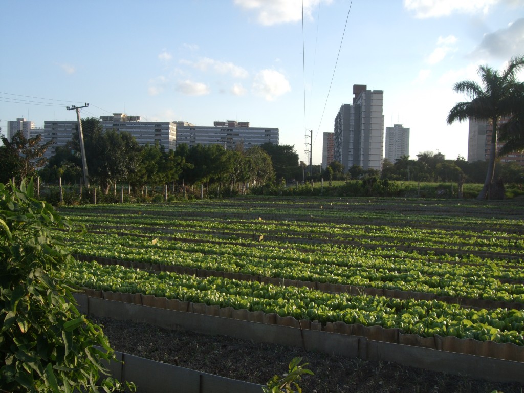 1133 Organoponico Plaza Cuba a P
