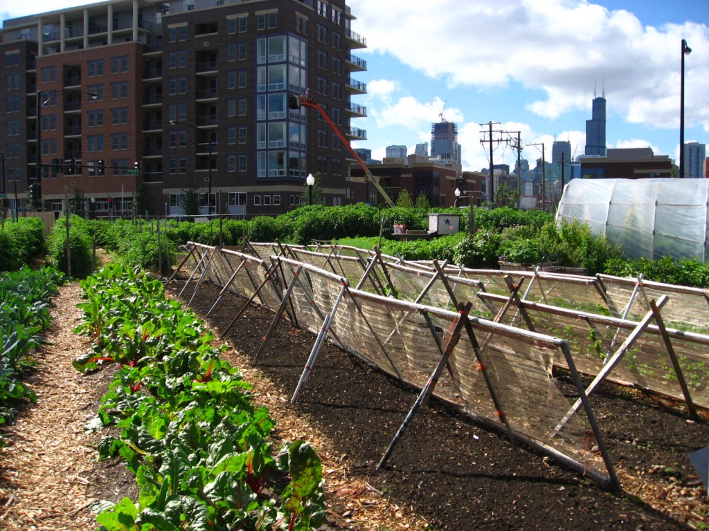 1046 City Farm Chicago a P